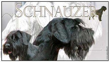 Rektangulär 36 x 20 cm dekal med Schnauzermotiv