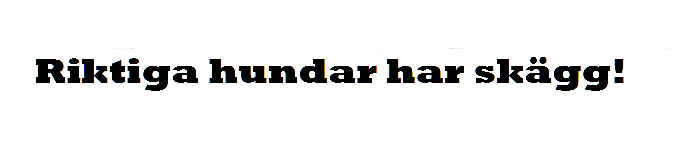 Bakrutedekal "Riktiga hundar har skägg"