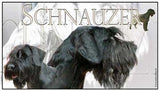 Rektangulär 25 x 14 cm dekal med Schnauzermotiv
