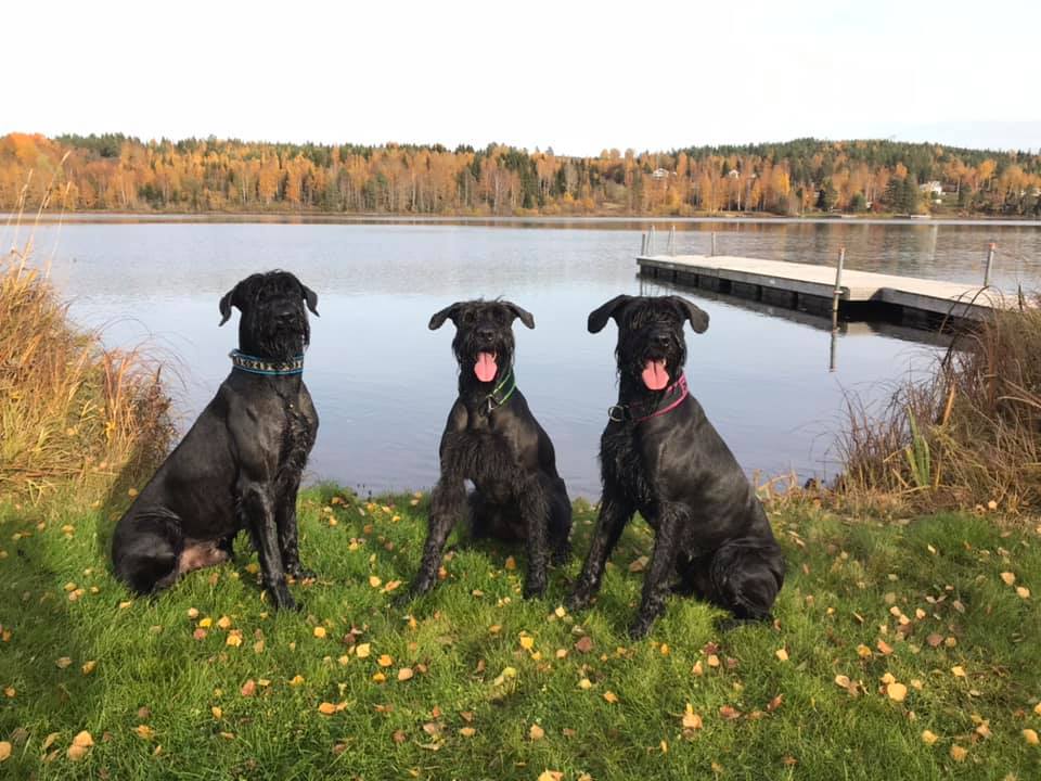 Porslinsmuggar med motiv Hundmotiv