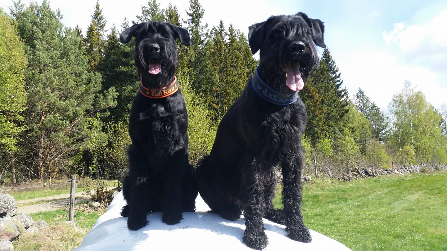 Porslinsmuggar med motiv Hundmotiv