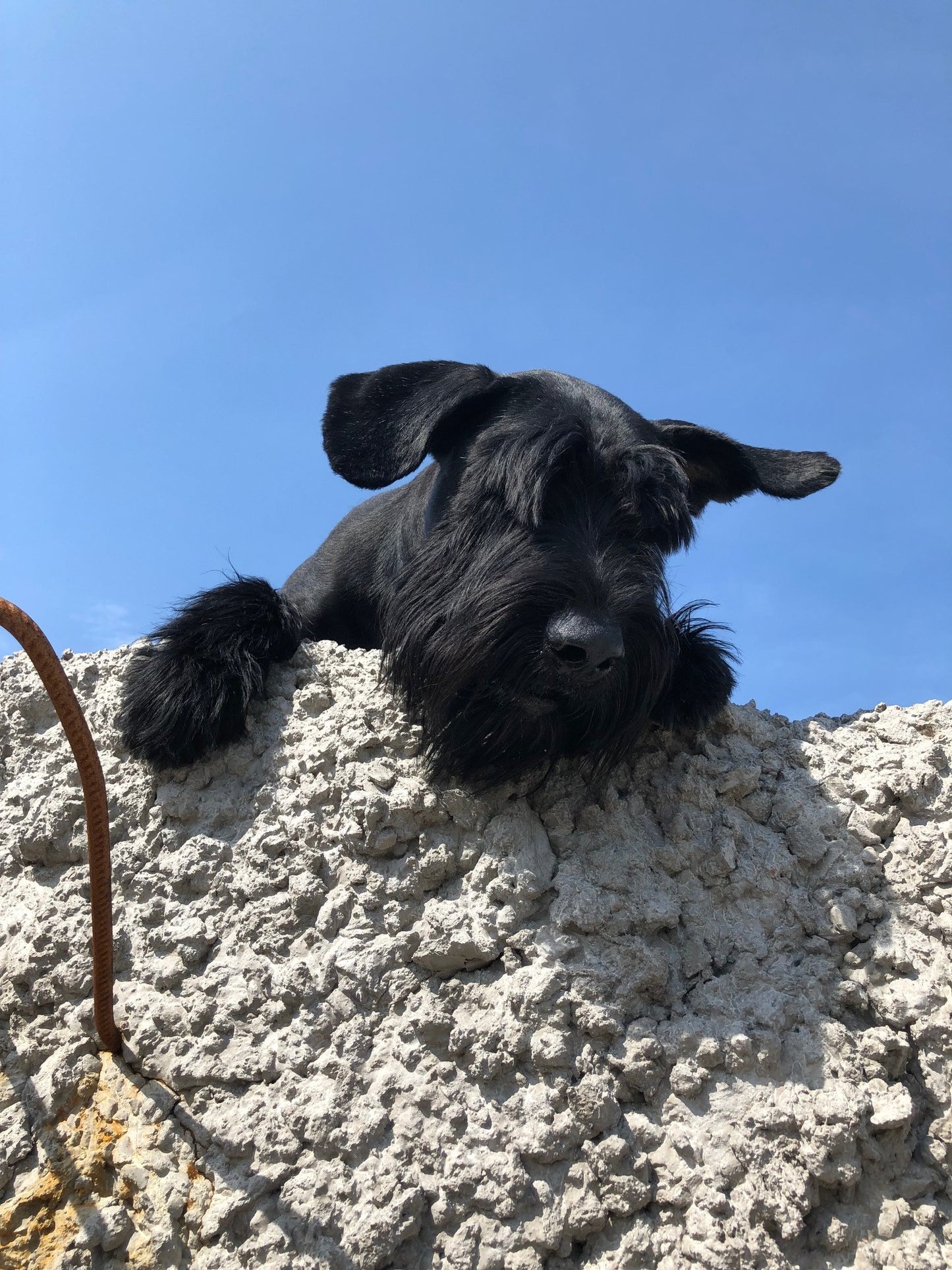 Porslinsmuggar med motiv Hundmotiv