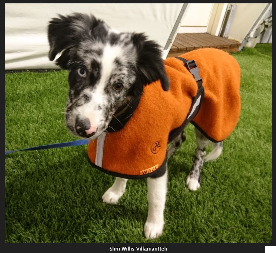 Ulltäcke för hund "Helsitar"