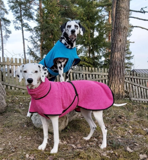 Frottétäcke för hund