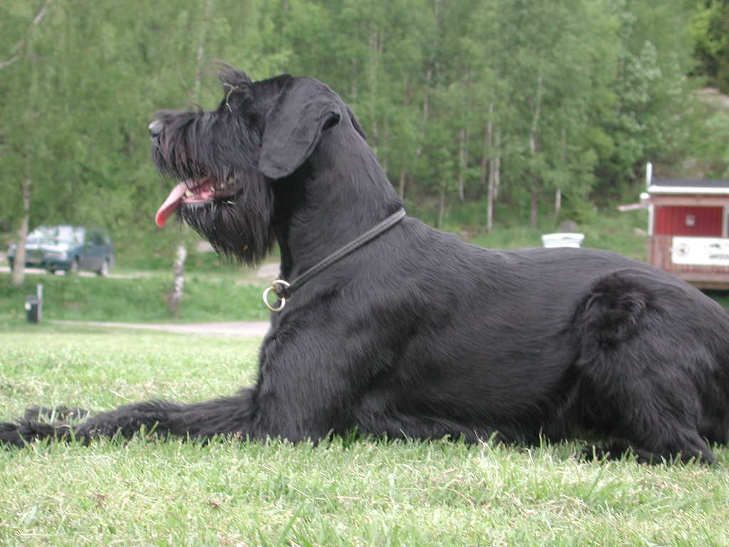 Porslinsmuggar med motiv Hundmotiv