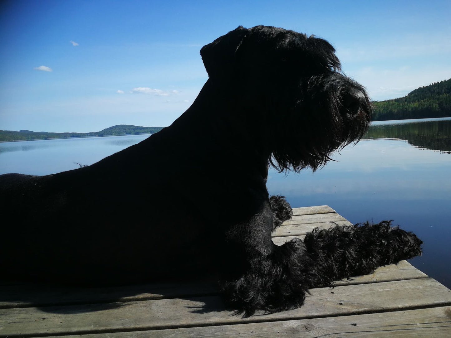 Porslinsmuggar med motiv Hundmotiv
