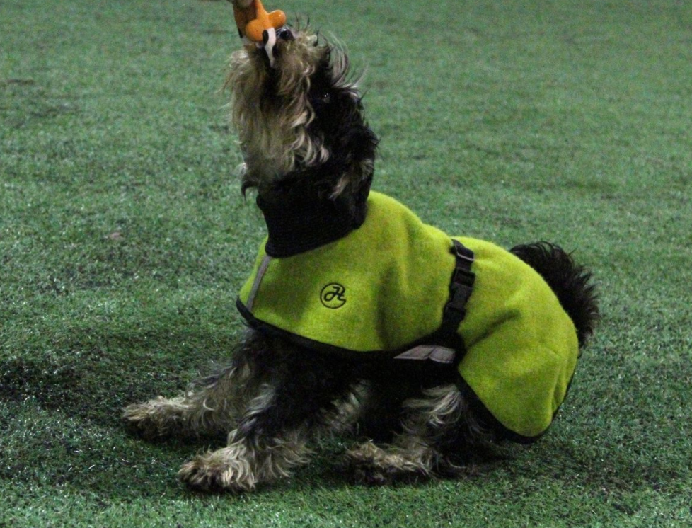 Ulltäcke för hund "Helsitar"