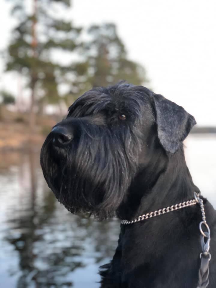 Porslinsmuggar med motiv Hundmotiv
