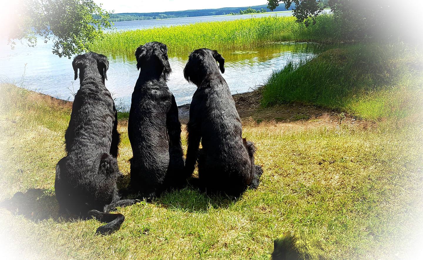 Porslinsmuggar med motiv Hundmotiv