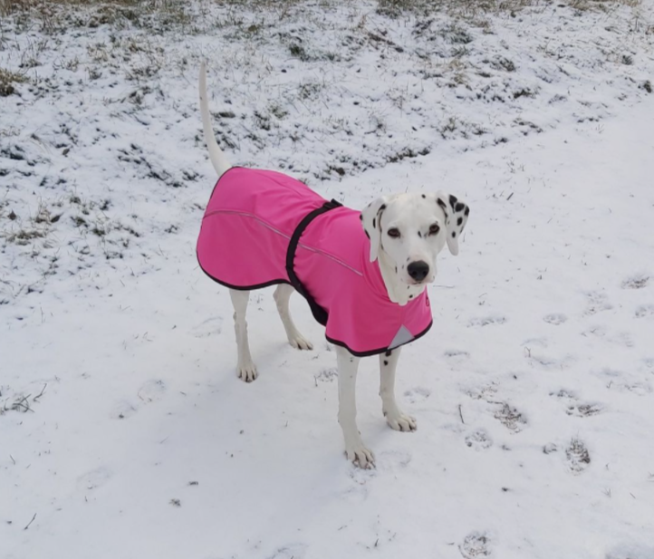 Neon Softshell täcke för hunden