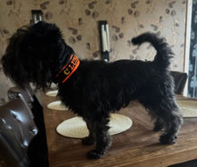 Load image into Gallery viewer, Vadderat halsband bredd 30 mm med namnbrodyr