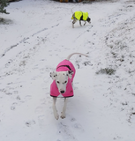 Neon Softshell täcke för hunden