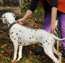 Load image into Gallery viewer, Neon Softshell täcke för hunden