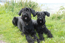 Indlæs billede til gallerivisning Porslinsmuggar med motiv Hundmotiv