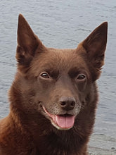 Indlæs billede til gallerivisning Porslinsmuggar med motiv Hundmotiv