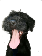 Indlæs billede til gallerivisning Porslinsmuggar med motiv Hundmotiv