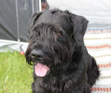 Indlæs billede til gallerivisning Porslinsmuggar med motiv Hundmotiv