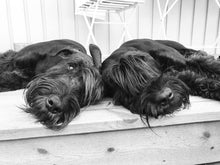 Indlæs billede til gallerivisning Porslinsmuggar med motiv Hundmotiv