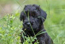 Indlæs billede til gallerivisning Porslinsmuggar med motiv Hundmotiv