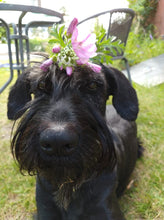 Indlæs billede til gallerivisning Porslinsmuggar med motiv Hundmotiv