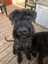 Indlæs billede til gallerivisning Porslinsmuggar med motiv Hundmotiv