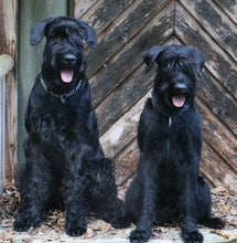 Indlæs billede til gallerivisning Porslinsmuggar med motiv Hundmotiv