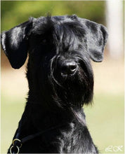 Indlæs billede til gallerivisning Porslinsmuggar med motiv Hundmotiv