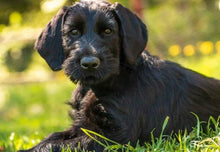 Indlæs billede til gallerivisning Porslinsmuggar med motiv Hundmotiv