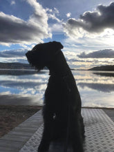 Indlæs billede til gallerivisning Porslinsmuggar med motiv Hundmotiv