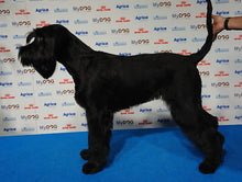 Indlæs billede til gallerivisning Porslinsmuggar med motiv Hundmotiv