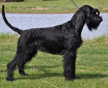 Indlæs billede til gallerivisning Porslinsmuggar med motiv Hundmotiv