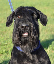 Indlæs billede til gallerivisning Porslinsmuggar med motiv Hundmotiv