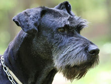 Indlæs billede til gallerivisning Porslinsmuggar med motiv Hundmotiv