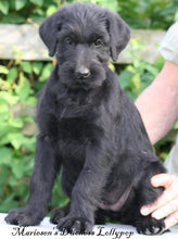 Indlæs billede til gallerivisning Porslinsmuggar med motiv Hundmotiv