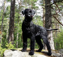 Indlæs billede til gallerivisning Porslinsmuggar med motiv Hundmotiv