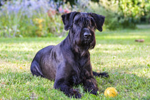 Indlæs billede til gallerivisning Porslinsmuggar med motiv Hundmotiv