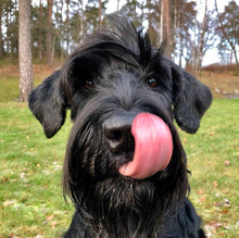 Indlæs billede til gallerivisning Porslinsmuggar med motiv Hundmotiv