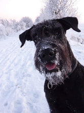 Indlæs billede til gallerivisning Porslinsmuggar med motiv Hundmotiv