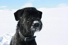 Indlæs billede til gallerivisning Porslinsmuggar med motiv Hundmotiv