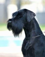 Indlæs billede til gallerivisning Porslinsmuggar med motiv Hundmotiv