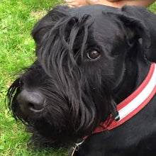 Indlæs billede til gallerivisning Porslinsmuggar med motiv Hundmotiv