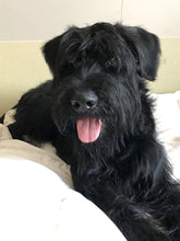 Indlæs billede til gallerivisning Porslinsmuggar med motiv Hundmotiv