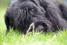 Indlæs billede til gallerivisning Porslinsmuggar med motiv Hundmotiv