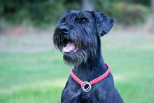 Indlæs billede til gallerivisning Porslinsmuggar med motiv Hundmotiv