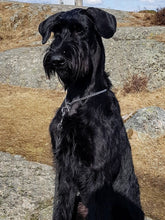 Indlæs billede til gallerivisning Porslinsmuggar med motiv Hundmotiv