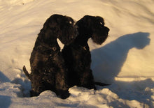 Indlæs billede til gallerivisning Porslinsmuggar med motiv Hundmotiv