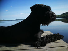 Indlæs billede til gallerivisning Porslinsmuggar med motiv Hundmotiv