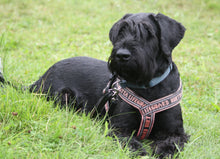 Indlæs billede til gallerivisning Porslinsmuggar med motiv Hundmotiv