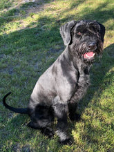 Indlæs billede til gallerivisning Porslinsmuggar med motiv Hundmotiv