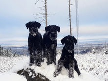 Indlæs billede til gallerivisning Porslinsmuggar med motiv Hundmotiv